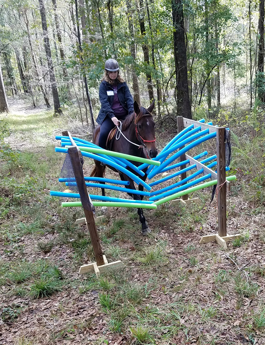 Horseback Riding Lessons Private Lessons Group Lessons InHome